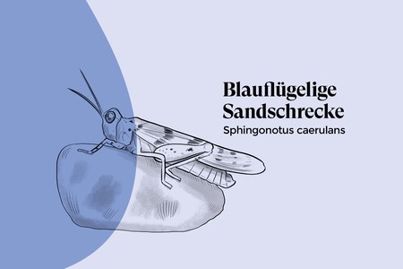 Blauflügelige Sandschrecke