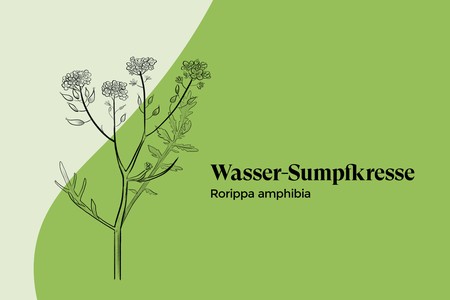 wasser-sumpfkresse