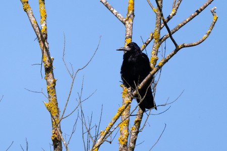 Citizen-Science-Projekt Thur