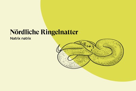 Nördliche Ringelnatter