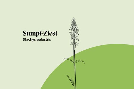 sumpf-ziest