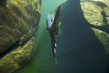 Fische müssen wandern (Bild: M. Roggo)