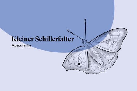 kleiner-schillerfalter