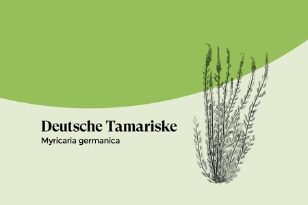 Deutsche Tamariske