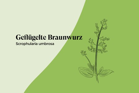 geflügelte Braunwurz