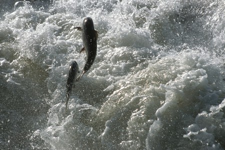 Fische müssen wandern (so auch die Lachse hier im Bild). (Quelle: M. Roggo)