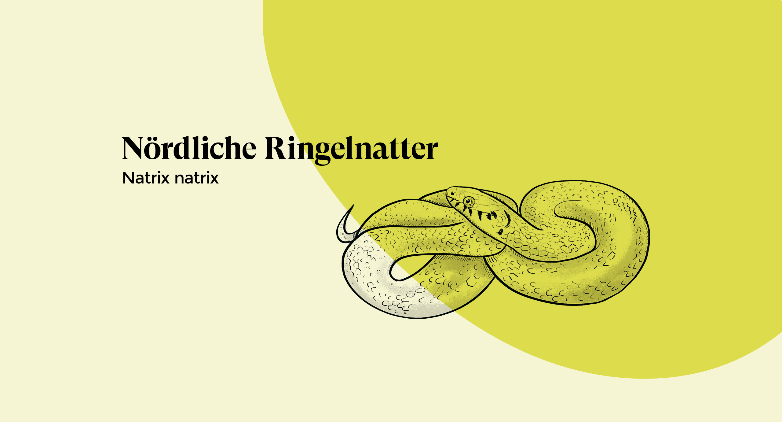 Die N rdliche Ringelnatter Die N rdliche Ringelnatter